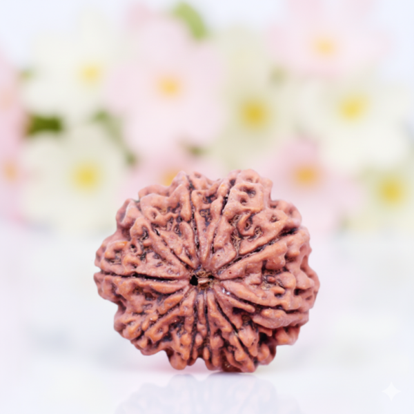 10 Mukhi Rudraksha