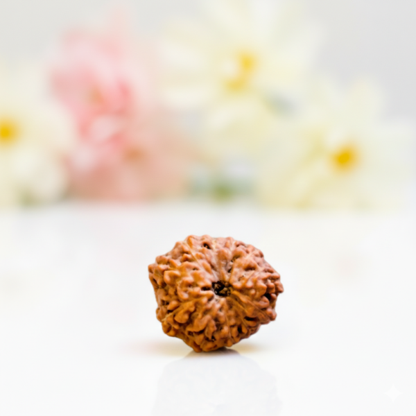 11 Mukhi Rudraksha