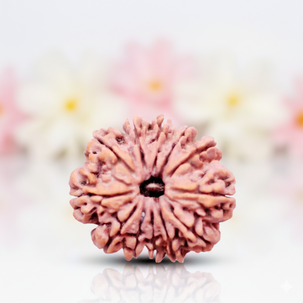 12 Mukhi Rudraksha