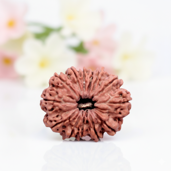 13 Mukhi Rudraksha