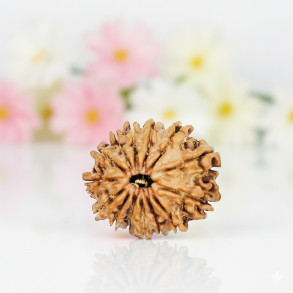 14 Mukhi Rudraksha