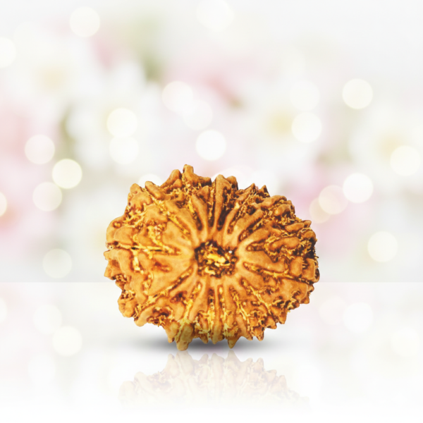15 Mukhi Rudraksha