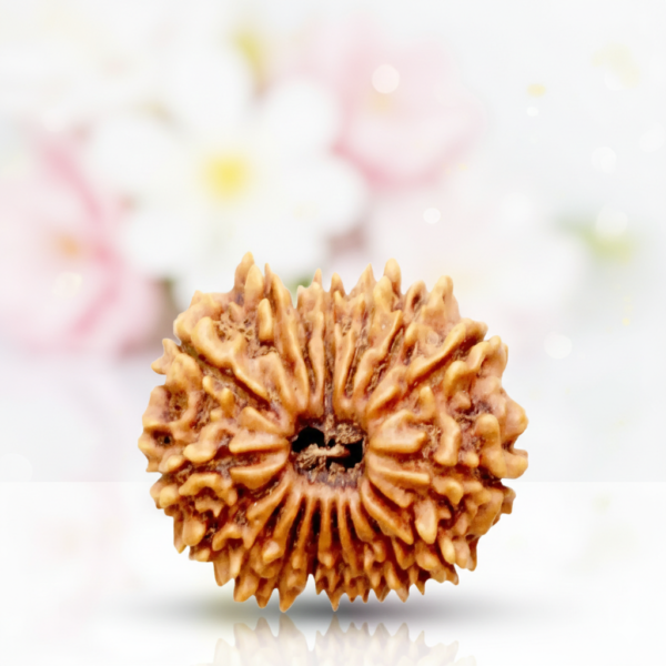 17 Mukhi Rudraksha
