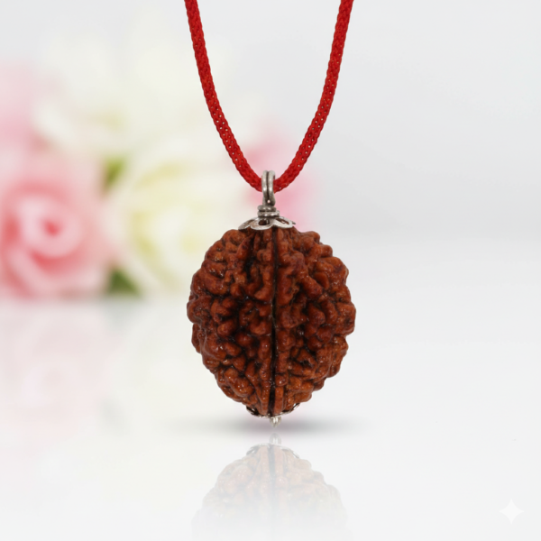 2 Mukhi Rudraksha