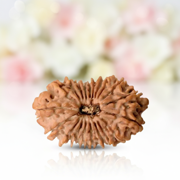 20 Mukhi Rudraksha