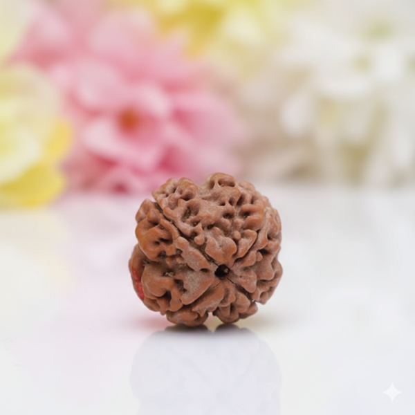 4 Mukhi Rudraksha