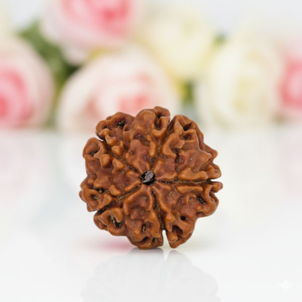 5 Mukhi Rudraksha