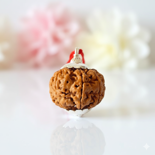 7 Mukhi Rudraksha
