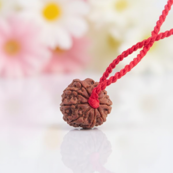 8 Mukhi Rudraksha