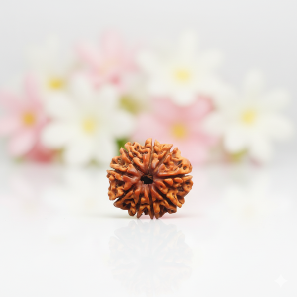 9 Mukhi Rudraksha