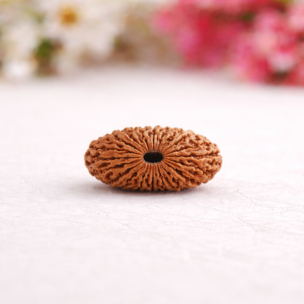 Rudraksha 3